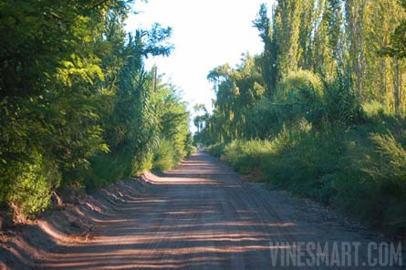 VineSmart - 41 Acres of Open Land Ready for Development For Sale - Mendoza, Argentina - Wine Real Estate