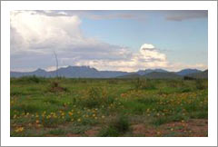 Sonoita Vineyard For Sale