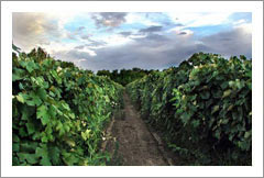 Extraordinary Vineyard and Winery Estate For Sale - Prescott, Arizona - Wine Real Estate
