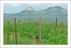 Sonoita Vineyard For Sale
