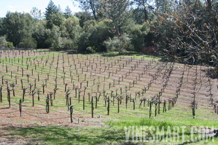 Jackson, CA - Home and Vineyard For Sale - Vineyard