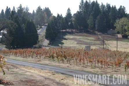 Volcano, Ca - Home and Vineyard For Sale - Vineyard and Driveway