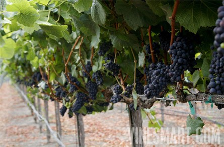 VineSmart -  San Luis Obispo, California - Edna Valley Pinot Noir Vineyard Estate For Sale - Wine Real Estate