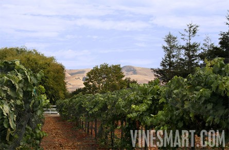 VineSmart -  San Luis Obispo, California - Edna Valley Pinot Noir Vineyard Estate For Sale - Wine Real Estate