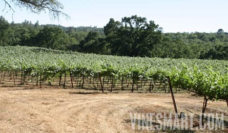El Dorado County, California - Winery and Vineyard For Sale - Vineyard View