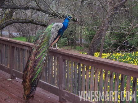 El Dorado County, California - Winery and Vineyard For Sale - Peacock on Deck