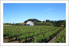 Napa Valley Vineyard and Unique Home For Sale - Wine Caves - Napa Valley - Wine Real Estate