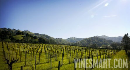 Napa Valley Winery and Vineyard For Sale - Vineyard