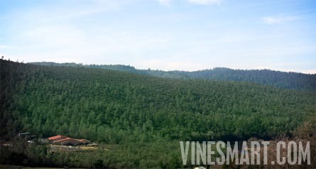 Napa Valley Winery and Vineyard For Sale - Property View