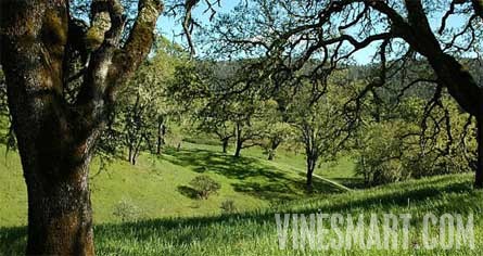 Napa Valley Winery and Vineyard For Sale - Oaks