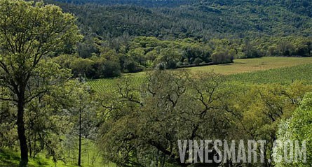 Napa Valley Winery and Vineyard For Sale - Vineyard View thru the oaks