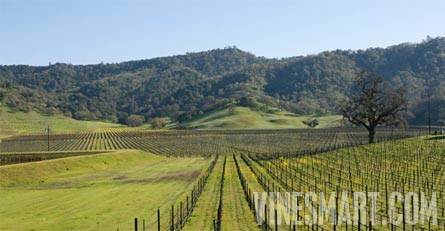 Napa Valley Winery and Vineyard For Sale - Vineyard Land