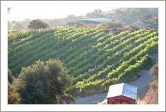 Southern California Winery For Sale - 20 Acres - 4 Acre Vineyard - Wine Real Estate
