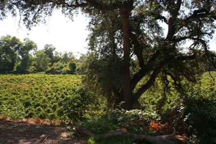 Custom Chateau Style Home and Vineyard For Sale - Acampo, California - Wine Real Estate