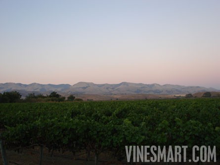 VineSmart -  San Luis Obispo, California - Edna Valley Vineyard Estate For Sale - Wine Real Estate