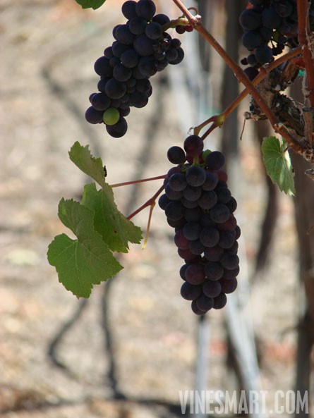 VineSmart -  San Luis Obispo, California - Edna Valley Vineyard Estate For Sale - Wine Real Estate