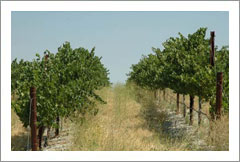 Templeton, CA - Vineyard and Colonial Style Home For Sale - Wine Real Estate