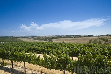 Templeton - 218 Acre Vineyard, Acreage, and Mediterranean Style Home For Sale - Wine Real Estate
