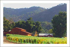 Santa Maria Valley Vineyard, Land, and Ranch For Sale - Wine Real Estate