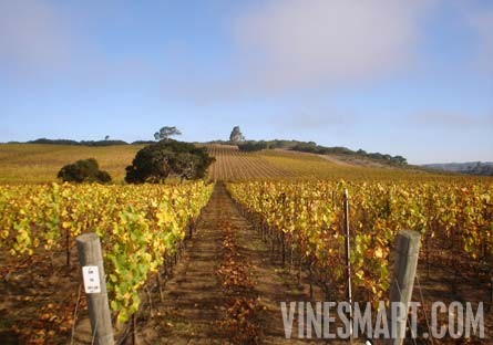Santa Ynez Vineyard & Winery For Sale - Wine Real Estate