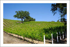 Santa Ynez Valley - Vineyard & Custom Home For Sale