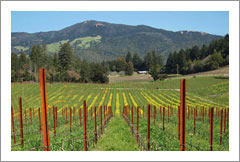 Sonoma Co. Vineyard w/20K Gallon Winery Permit For Sale - Sonoma County, California - Wine Real Estate