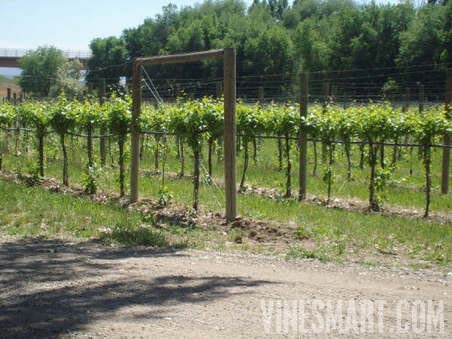 Colorado Winery For Sale - Grey Stone Winery - Wine Real Estate
