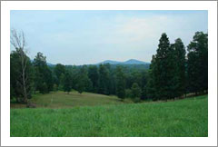 Potential Vineyard Property - Cleveland, GA