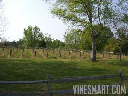 Georgia Winery and Vineyard For Sale - Georgia Winery and Vineyard For Sale - Vineyard