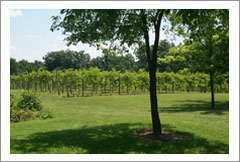 VineSmart - Illinois Vineyard and Land For Sale - Creal Springs, Illinois - Wine Real Estate