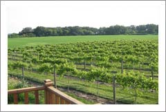 Illinois Home with Vineyard and Wine Business For Sale - Wine Real Estate