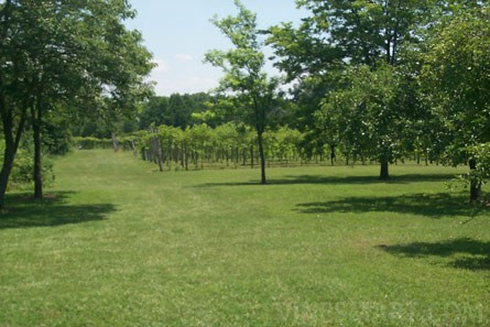 VineSmart - Illinois Vineyard and Land For Sale - Creal Springs, Illinois - Wine Real Estate