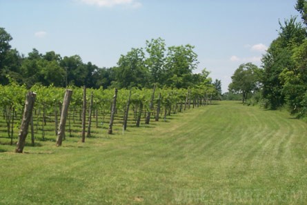 VineSmart - Illinois Vineyard and Land For Sale - Creal Springs, Illinois - Wine Real Estate