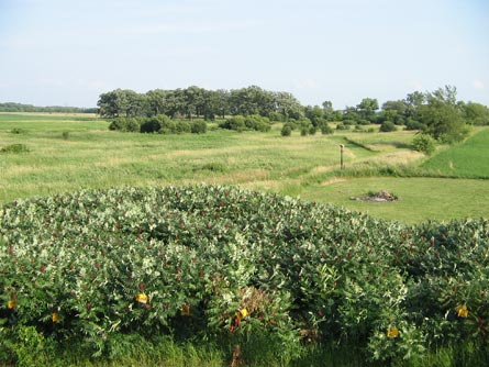 Illinois Home with Vineyard and Wine Business For Sale - Wine Real Estate