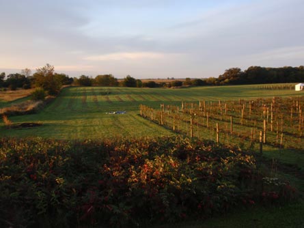 Illinois Home with Vineyard and Wine Business For Sale - Wine Real Estate
