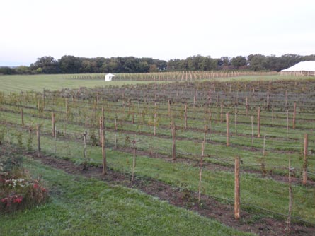 Illinois Home with Vineyard and Wine Business For Sale - Wine Real Estate