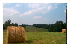 Cape Girardeau Co., Missouri - 381 Acre Farm Land For Sale -Vineyard/Winery Potential - Wine Real Estate