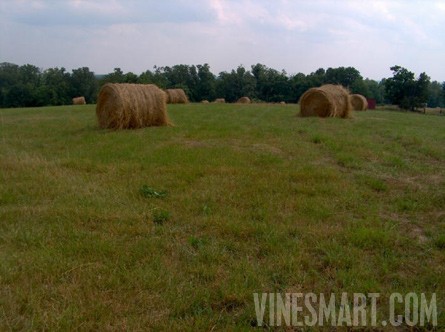 Cape Girardeau Co., Missouri - 381 Acre Farm Land For Sale -Vineyard/Winery Potential - Wine Real Estate