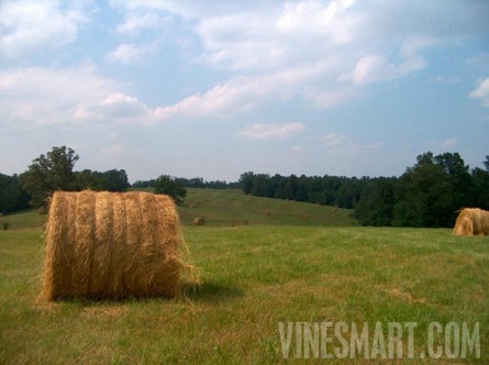 Cape Girardeau Co., Missouri - 381 Acre Farm Land For Sale -Vineyard/Winery Potential - Wine Real Estate