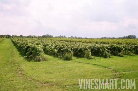 Finger Lakes, NY - Vineyard, Winery, and Home For Sale - Wine Real Estate