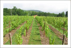 The Catskills, NY - Vineyard and Winery For Sale - Wine Real Estate