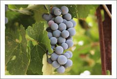 Distinctive Small Winery Estate on the Niagara Wine Trail  - Niagara County, New York - Wine Real Estate