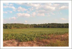 New York Vineyard Land For Sale