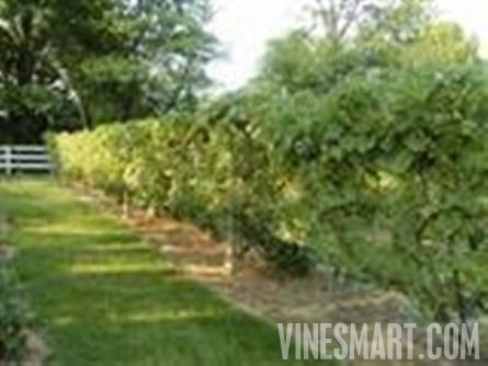 5 ACRE GENTLEMAN'S ESTATE LE CHEVAL - Historic Home and Small Vineyard For Sale - Wine Real Estate