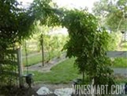 5 ACRE GENTLEMAN'S ESTATE LE CHEVAL - Historic Home and Small Vineyard For Sale - Wine Real Estate