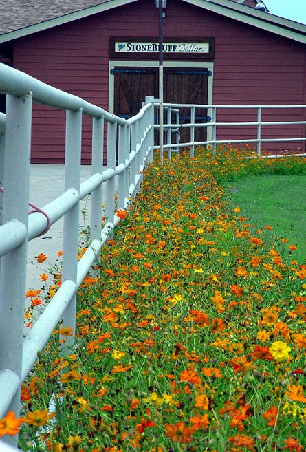 Stone Bluff Cellars Winery & Vineyard Property For Sale - Stone Bluff, Oklahoma