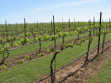 Oklahoma Vineyard For Sale - Vineyard Views - Wine Grapes
