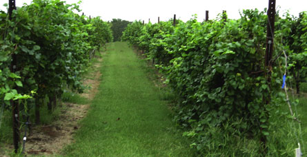 Oklahoma Vineyard For Sale - Vineyard Views - Wine Grapes
