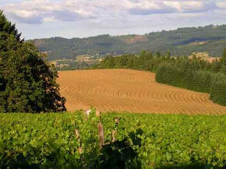 Premium Oregon Vineyard, Winery, and Custom Home - Yamhill-Carlton AVA, Oregon - Wine Real Estate