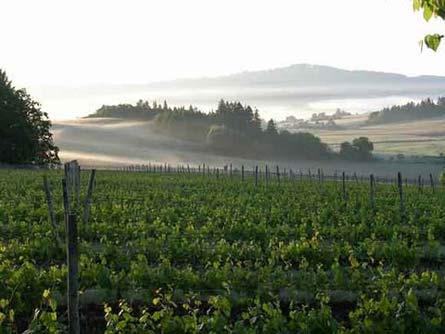 Premium Oregon Vineyard, Winery, and Custom Home - Yamhill-Carlton AVA, Oregon - Wine Real Estate